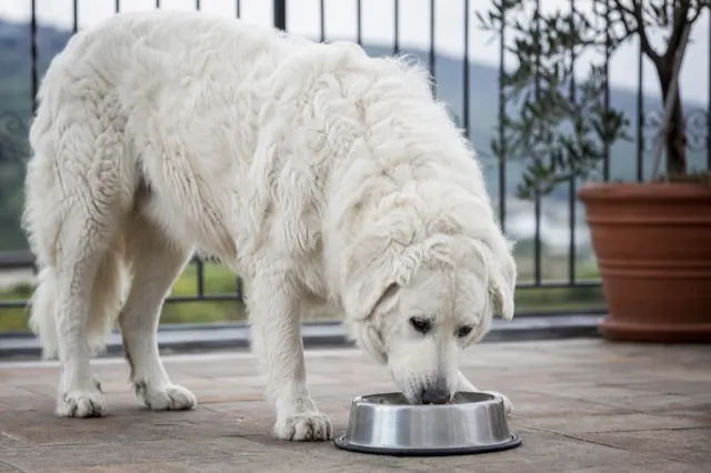 Kuvasz frisst ruhig aus einem Napf