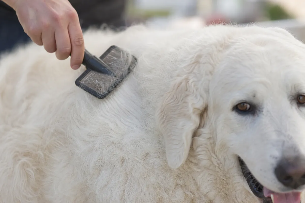 Nahaufnahme: dichtes, leicht gewelltes weisses Kuvasz-Fell wird gebürstet