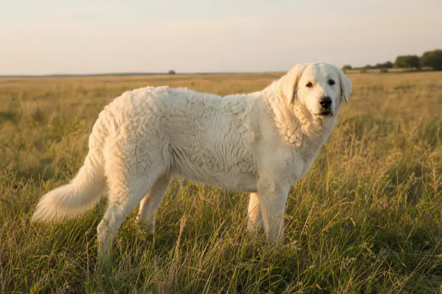 Kuvasz auf der ungarischen Puszta im Abendlicht