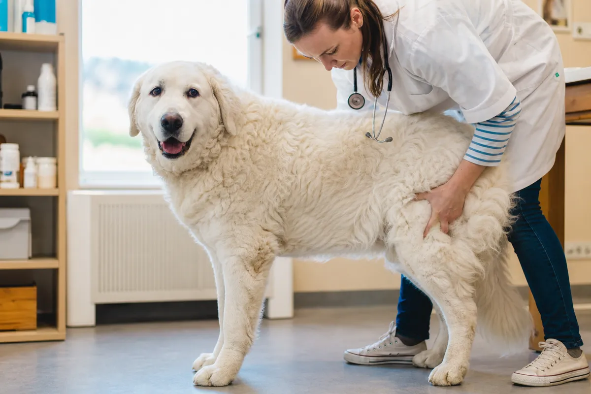 Tierärztin untersucht sanft die Hüfte eines erwachsenen Kuvasz