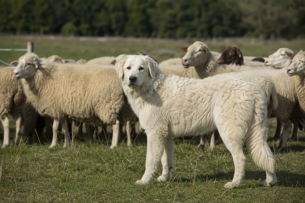 Kuvasz bewacht wachsam eine Schafherde auf einer ungarischen Weide