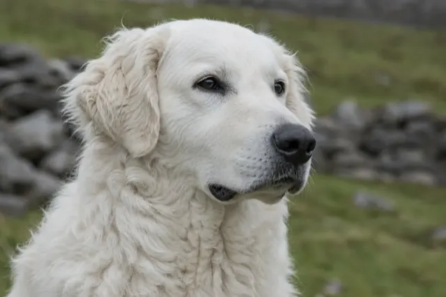 Porträt eines Kuvasz mit wachsamem Ausdruck