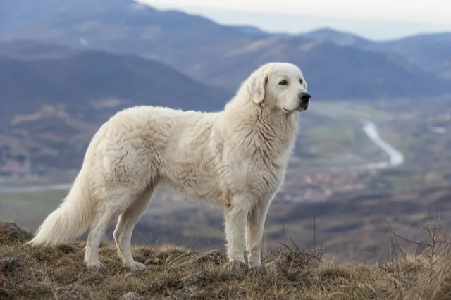 Kuvasz alarmbereit auf einem Bergkamm
