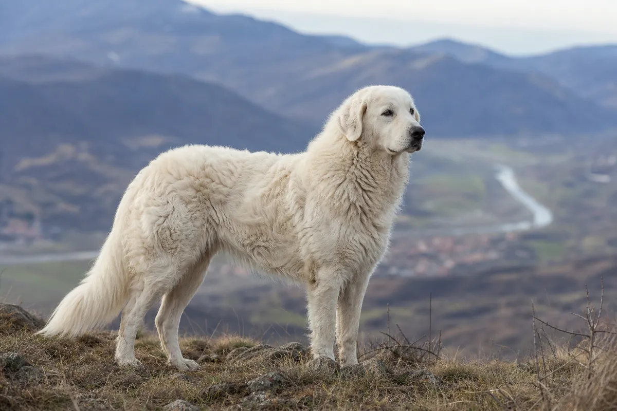 Kuvasz alarmbereit auf einem Bergkamm, athletische Silhouette