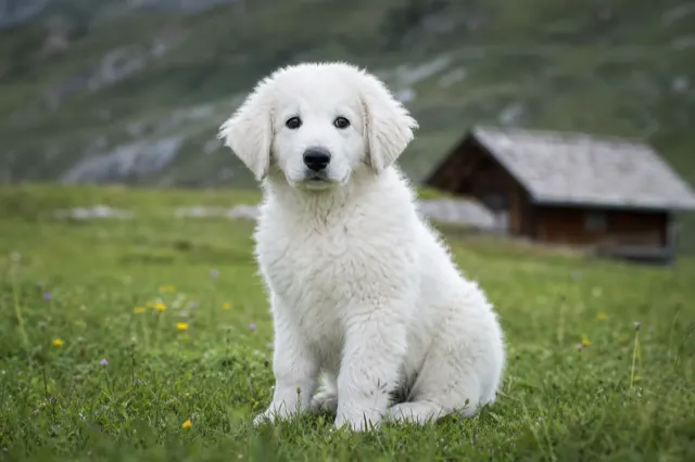 Weisser Kuvasz-Welpe auf einer Alpwiese